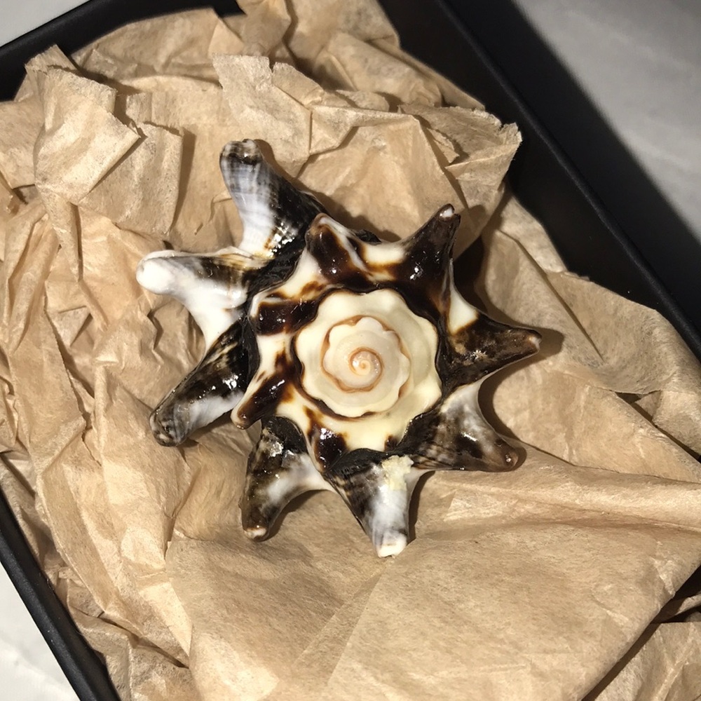 Authentic Sea Shell Ring - image 1